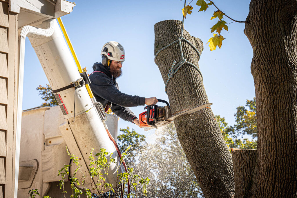 Walnut Tree Pruning Company thumbnail